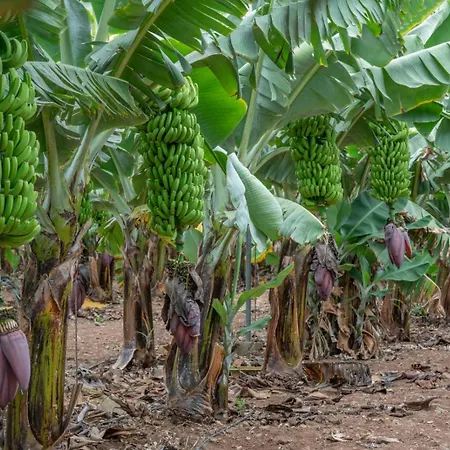 Rk Center Lejlighed Las Palmas de Gran Canaria